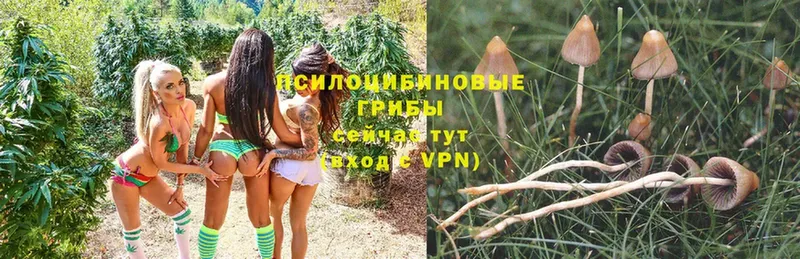 Псилоцибиновые грибы Magic Shrooms  Богучар 